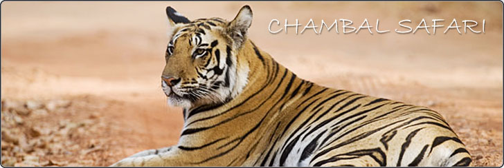 Chambal Safari
